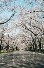 日本高清区一区二区三区-探索日本高清区一区二区三区的文化与影响